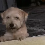 Doenmez